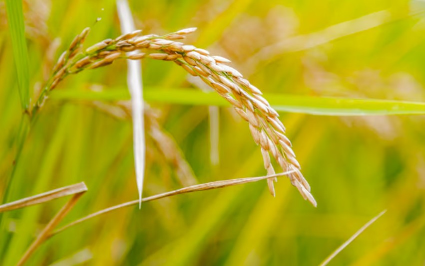 宏洋仓储与国家粮食交易平台及广大银行完成全国首笔粮食订单融资